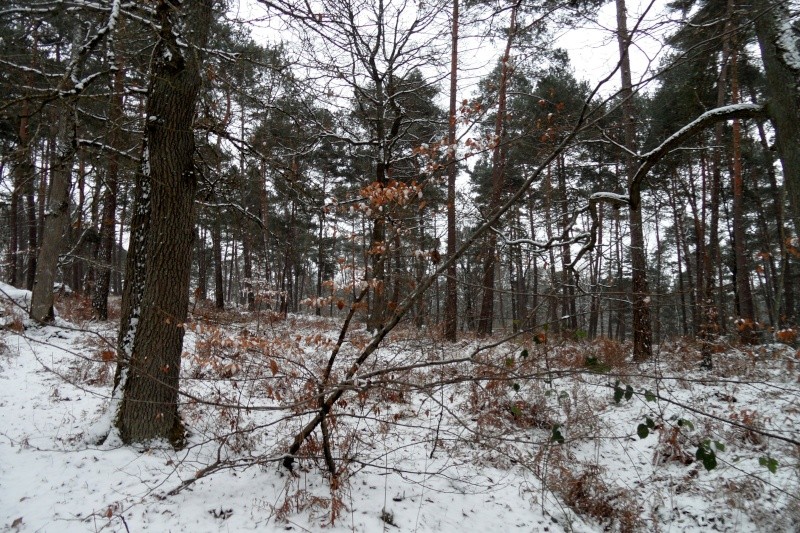 Randonnée à Fontainebleau le 24-02-2013 Sam_1212