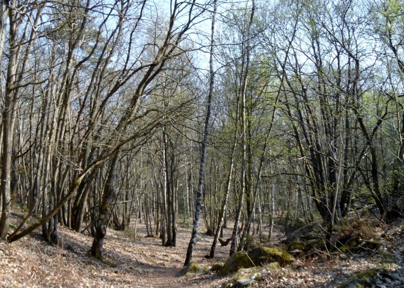 Randonnée au Télégraphe de Fontainebleau 21-04-2013 Sam_1411