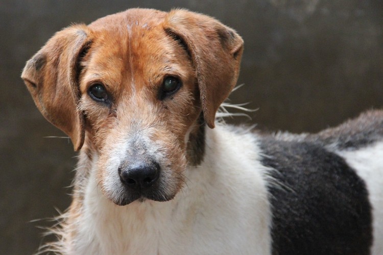 ACTIF - x beagle 13 ans 1/2   (8 ans de refuge)   perd la vue- LDAS à Neuville sur Sarthe (72= Actif_12