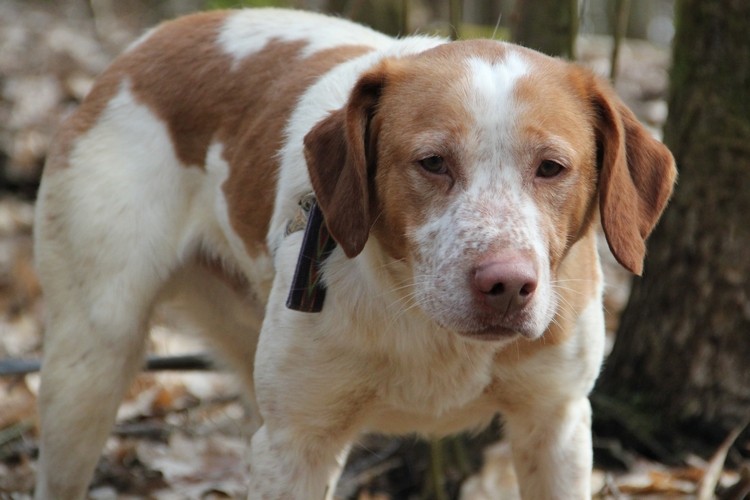 DOMINO   croisé Epagneul 8 ans  (5 ans de refuge)  -  LDAS  à Neuville sur Sarthe  (72) Domino11