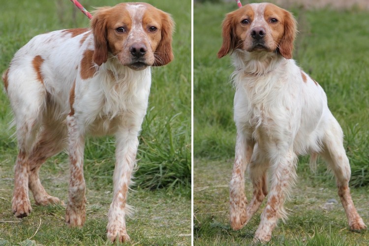 HUGO - epagneul breton 4 ans - LDAS à Neuville sur Sarthe (72) Hugo_210