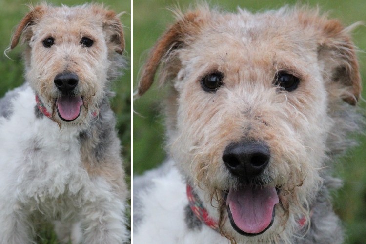 MILOU  -  Fox Terrier  9 ans  -  LDAS  A  NEUVILLE SUR SARTHE  (72) Milou10