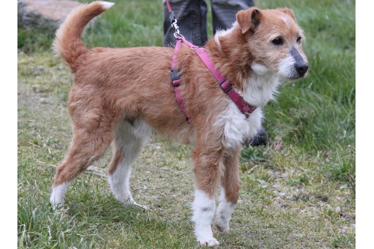 TWISTER -x fox terrier 13 ans    (2 ans 1/2 de refuge) - LDAS à Neuville sur Sarthe (72) Twiste10