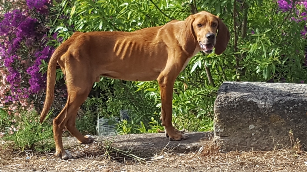 Caramel, chien arrivé épuisé dans un village - adopté 20190710