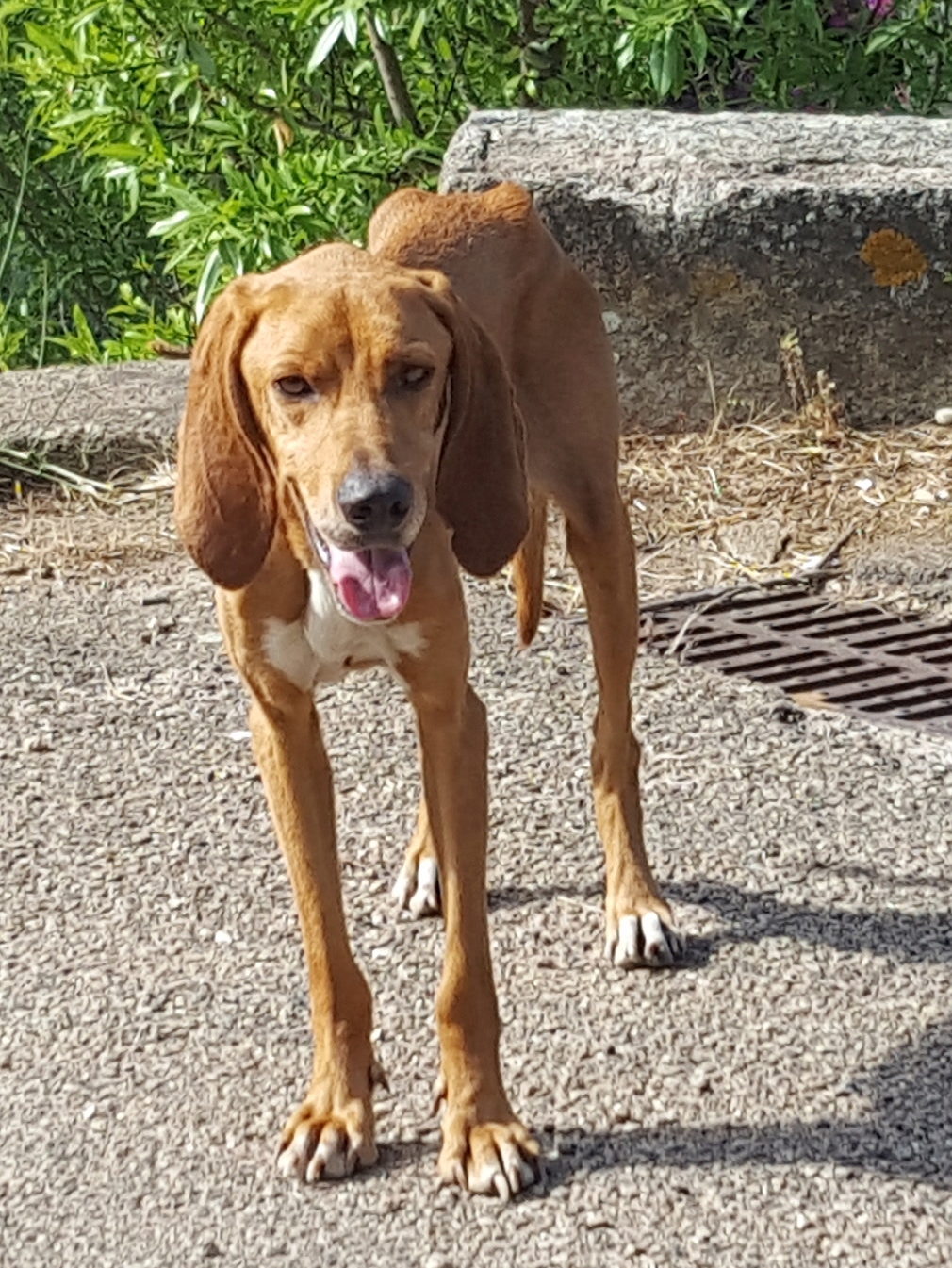 Caramel, chien arrivé épuisé dans un village - adopté 20190711