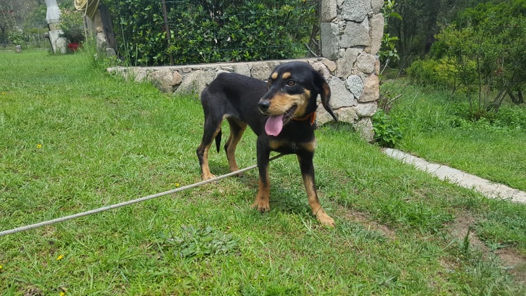 Serena, petite chienne x teckel/bruno du jura (Kopov ?)  de 11 kg - asso  SOS Décharge, Corse du sud 35055110
