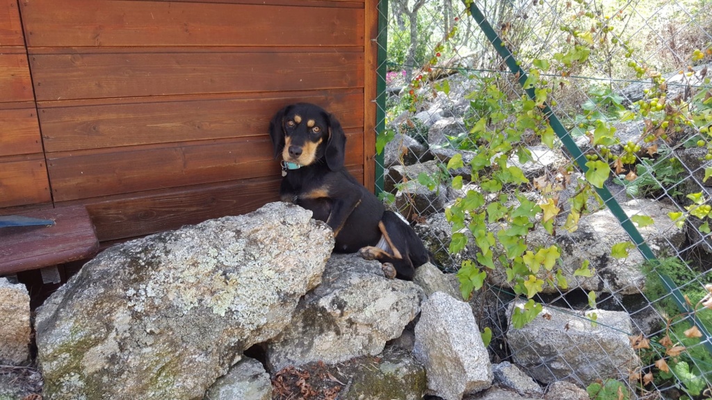 Serena, petite chienne x teckel/bruno du jura (Kopov ?)  de 11 kg - asso  SOS Décharge, Corse du sud 36446210