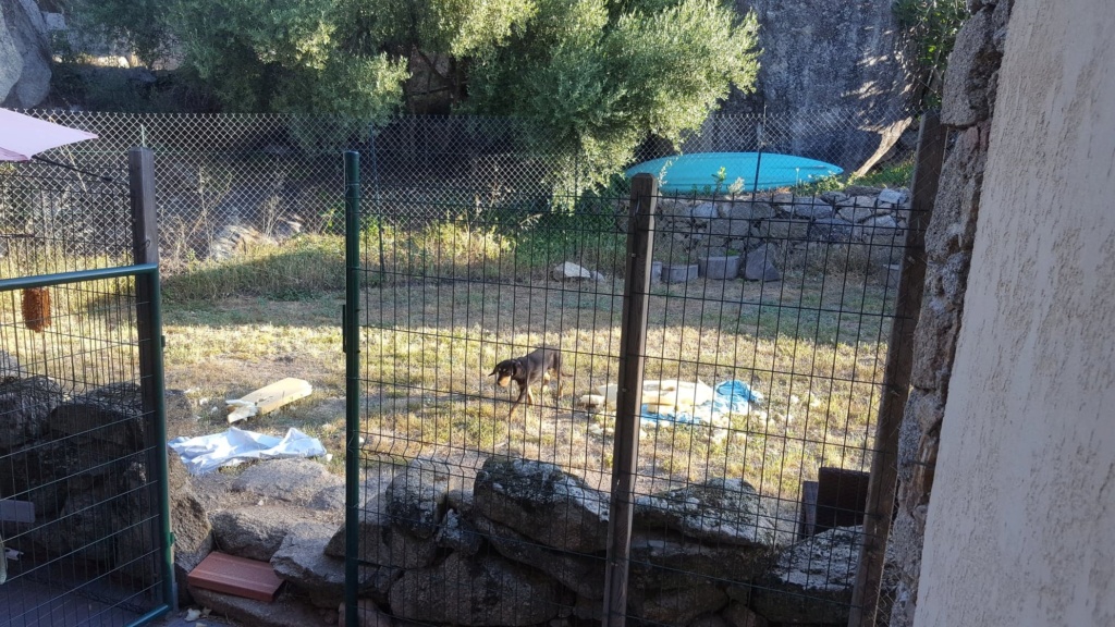 Serena, petite chienne x teckel/bruno du jura (Kopov ?)  de 11 kg - asso  SOS Décharge, Corse du sud 36743610