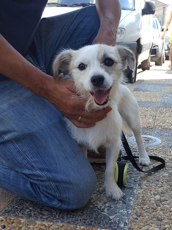 MAXx, magnifique et jeune petit chien de 5 kg âgé d'1 an - asso SOS Décharge, Corse du sud   36919610