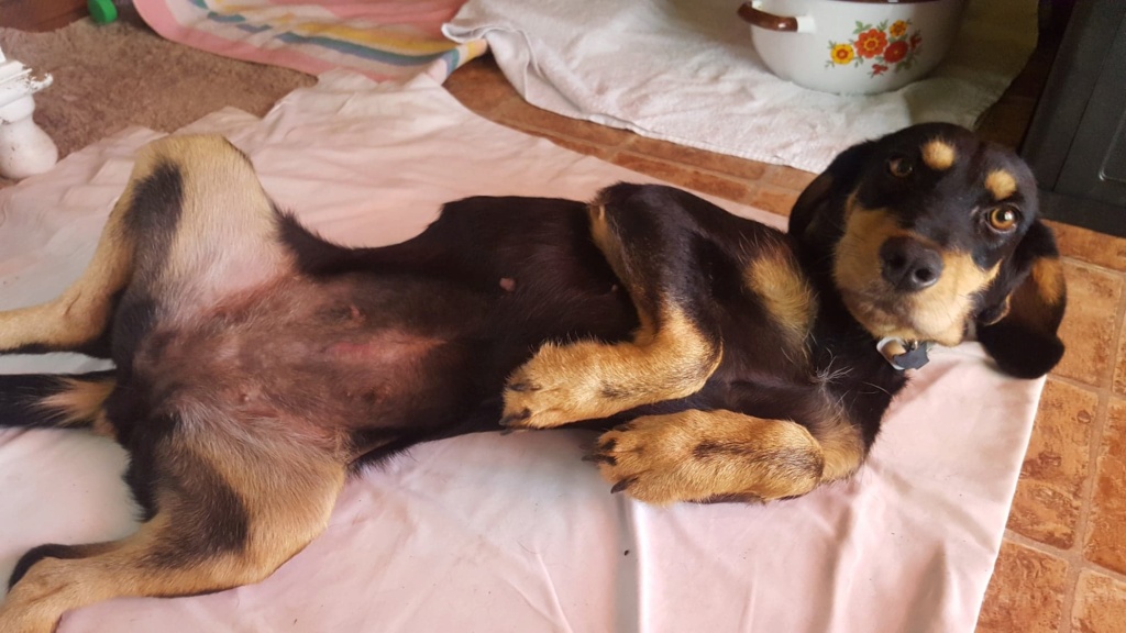 Serena, petite chienne x teckel/bruno du jura (Kopov ?)  de 11 kg - asso  SOS Décharge, Corse du sud 37334110