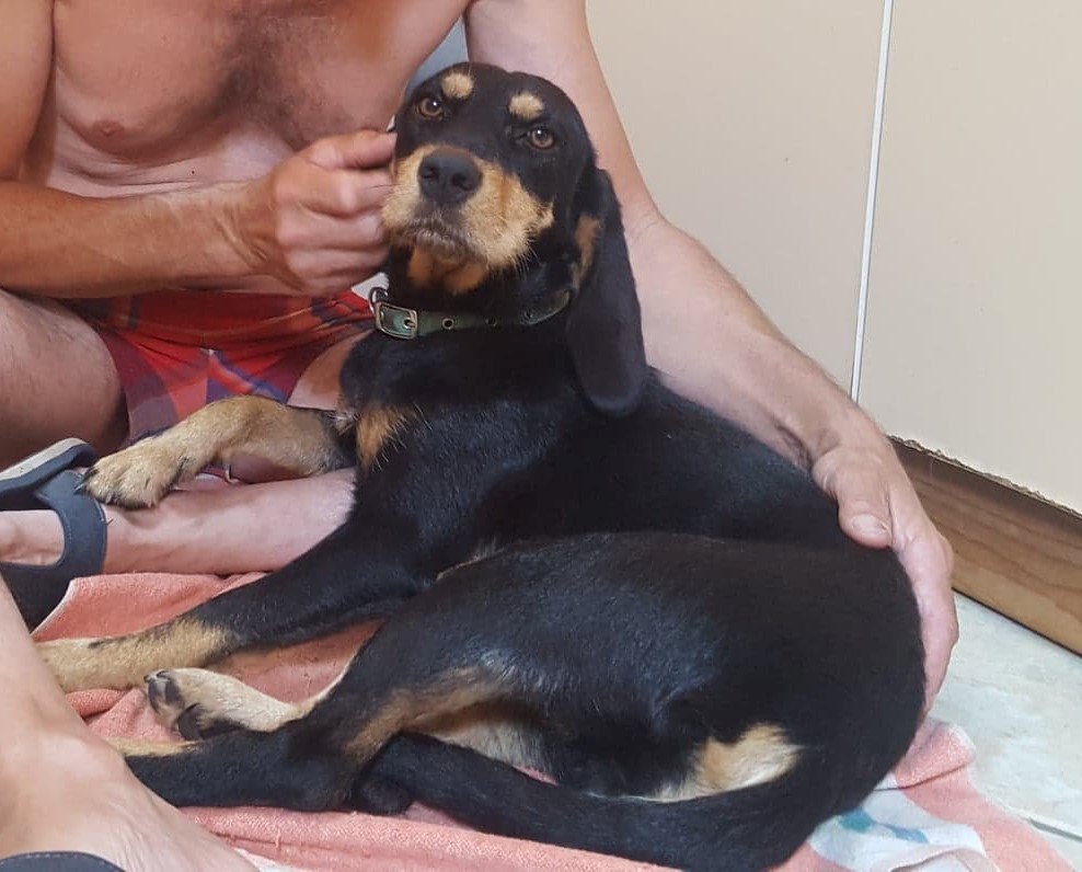 Serena, petite chienne x teckel/bruno du jura (Kopov ?)  de 11 kg - asso  SOS Décharge, Corse du sud 38005510