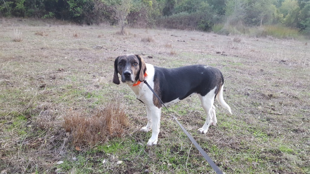 Elsa  (ex Darling), x beagle/cursinu, jeune femelle adulte 20 kg   d'asso SOS Décharge Corse du sud - asso La tribu des Crocs mignons - PERDUE  secteur Le Trove région PACA 75199810