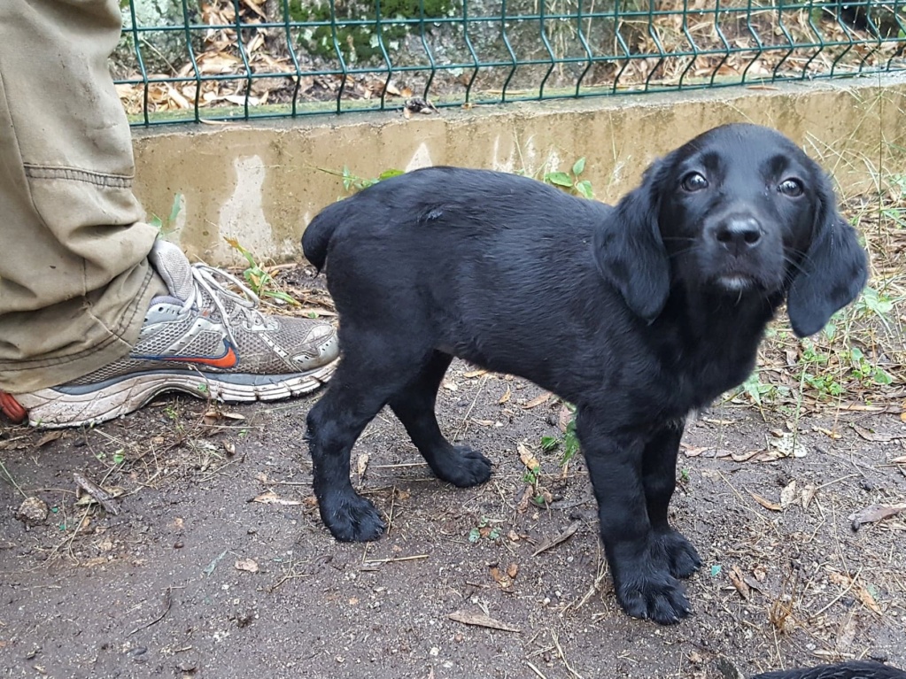 2 (6) Chiots de 2 mois croisés épagneul/labrador abandonnés comme des misères dans le maquis 3 mâles et 3 femelles - asso SOS Décharge, Corse du sud F1_10