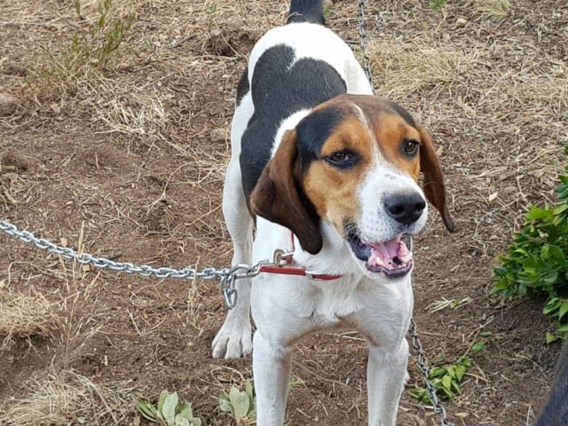  CARLSON (ex Asco) x beagle 10 mois d'asso SOS Décharge Corse du sud -  Sans Collier Provence à Gareoult (83) M_10