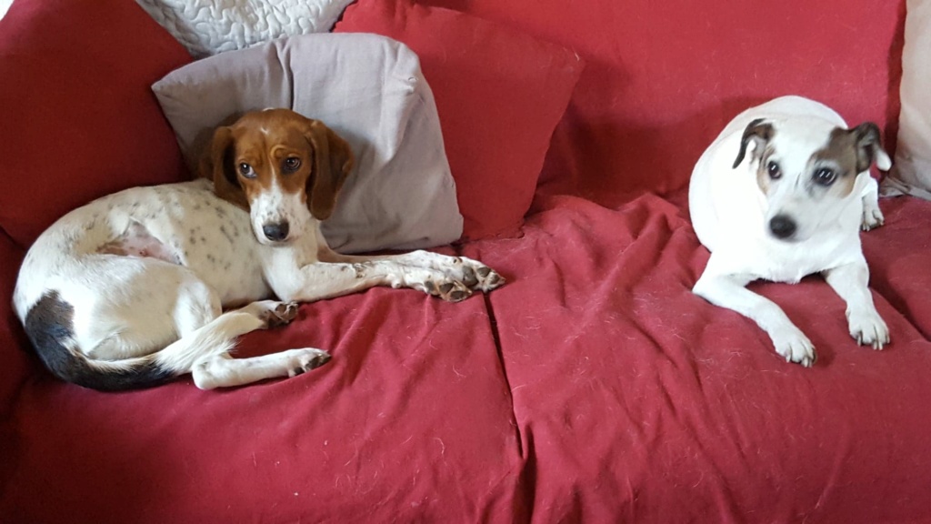 Rosie, femelle typée beagle env 1 an accidentée d'asso SOS Décharge, Corse du sud - asso La tribu des Crocs mignons - en FA région PACA  Nath11