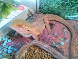 pogona : adopter un adulte ou attendre .... 69430510