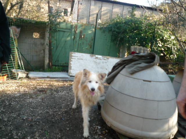  TOVI vieux  husky/colley qui peine à se lever - 10 ANS PACA   ADOPTE Chamon17