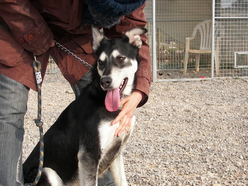 Shaï, male X husky,10 mois spa de Montpellier REF:34 ADOPTE Shai410