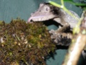 quelques uroplatus Henkel18