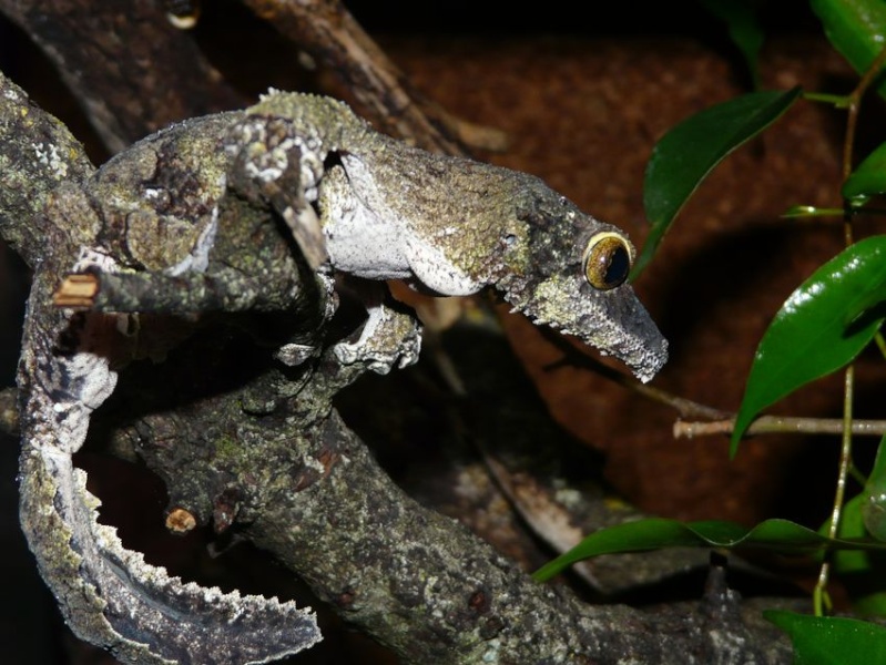 quelques uroplatus Uropla13