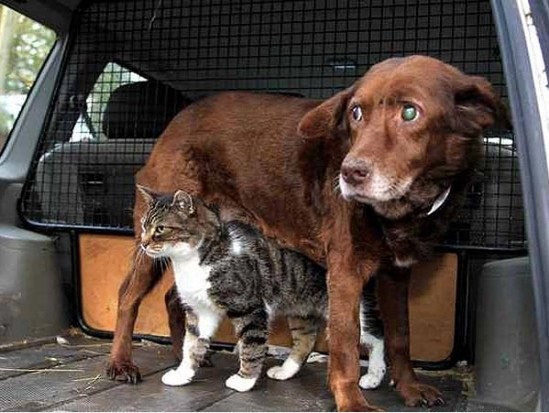 Un perro ciego es guiado por un gato Perror10