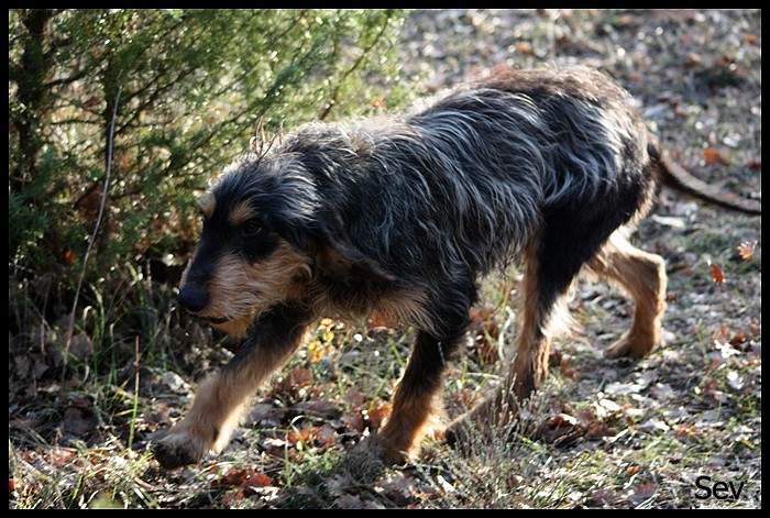 A adopter croisé griffon bleu de gascogne 1 ans (83 )  02713