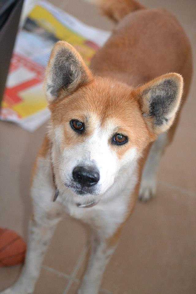 LILOU x akita inu 3 ans ASSO 44 ADOPTEE 14941810