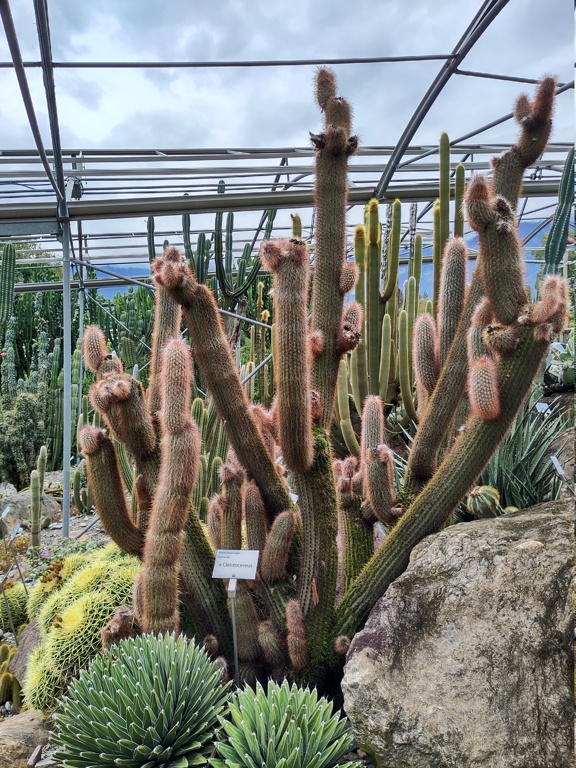 Gärten von Schloss Trauttmannsdorff, botanischer Garten der Stadt Meran, Südtirol  Img_2045