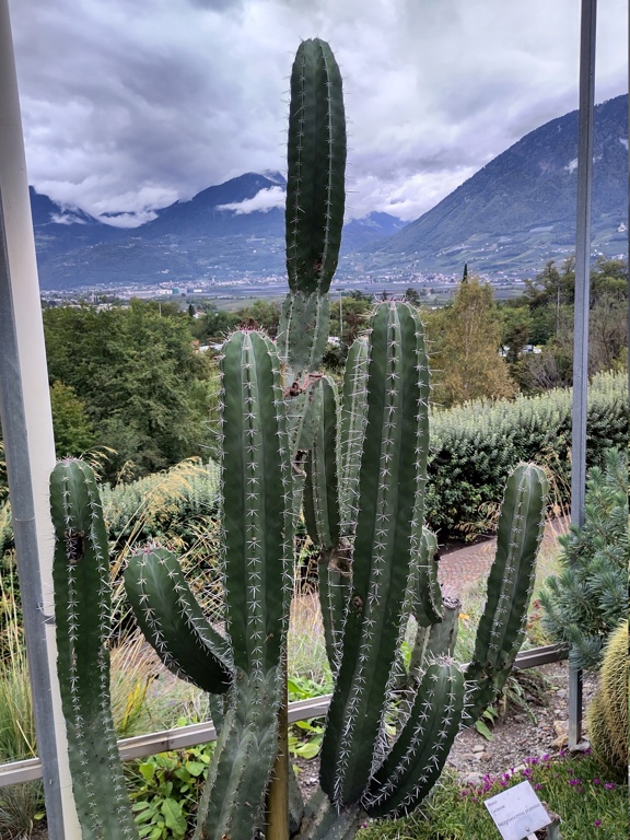 Gärten von Schloss Trauttmannsdorff, botanischer Garten der Stadt Meran, Südtirol  Img_2047