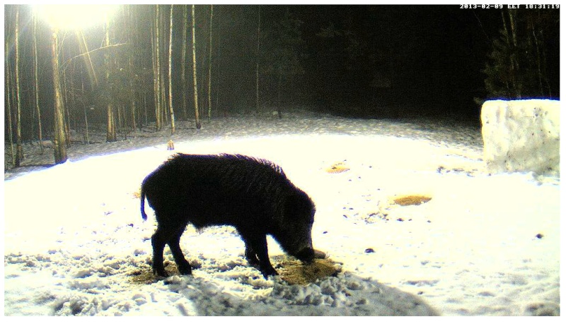 Boars cam, winter 2012 - 2013 - Page 15 2013-012