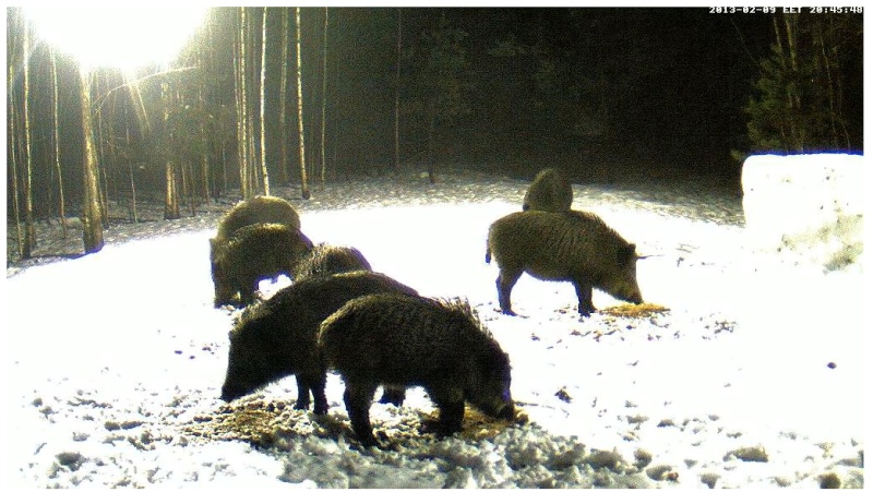 Boars cam, winter 2012 - 2013 - Page 15 2013-014