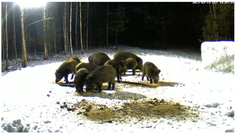 Boars cam, winter 2012 - 2013 - Page 16 2013-033