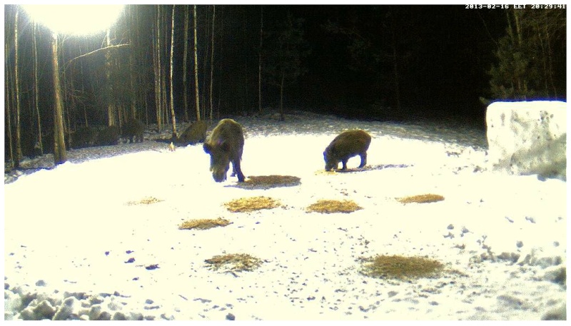 Boars cam, winter 2012 - 2013 - Page 16 2013-040