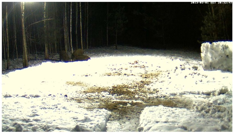 Boars cam, winter 2012 - 2013 - Page 20 2013-085