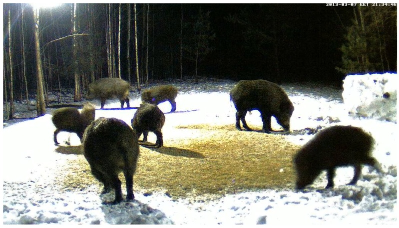 Boars cam, winter 2012 - 2013 - Page 22 2013-095