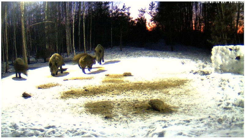 Boars cam, winter 2012 - 2013 - Page 25 2013-115