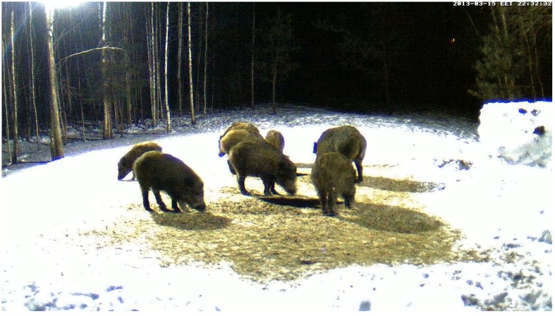 Boars cam, winter 2012 - 2013 - Page 25 2013-119