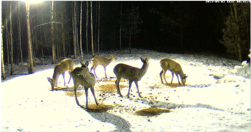 Boars cam, winter 2012 - 2013 - Page 30 2013-181