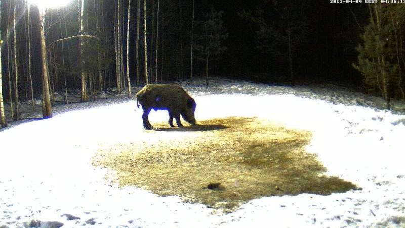 Boars cam, winter 2012 - 2013 - Page 31 2013-191