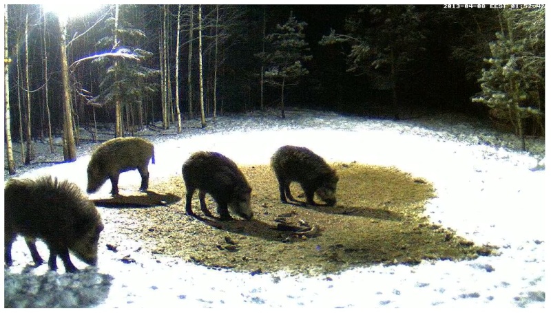 Boars cam, winter 2012 - 2013 - Page 32 2013-205