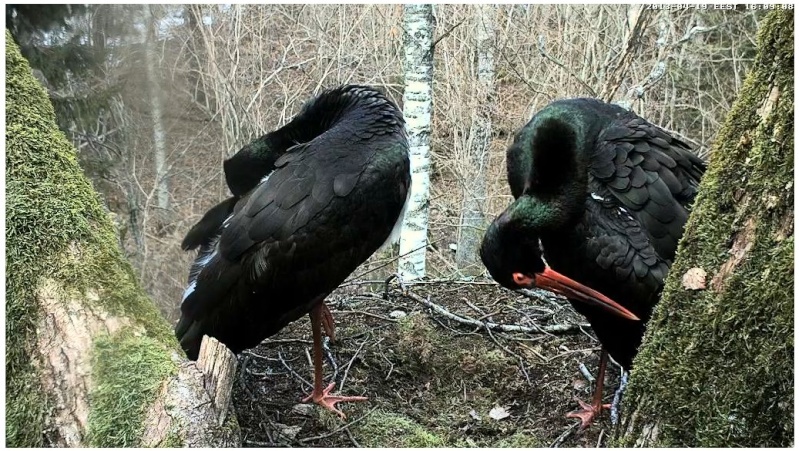 2013 Black Stork Nest - Page 2 2013-236