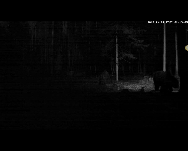 Alataguse Bear Cam 2013 - Page 2 2013-239