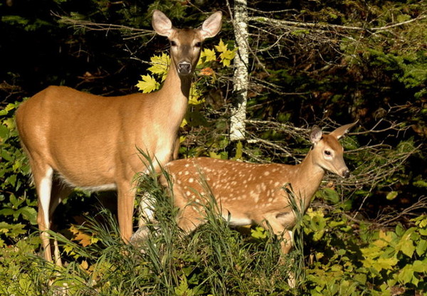 Nos animaux!! quelques photos!!    (Ninnenne) Animau45