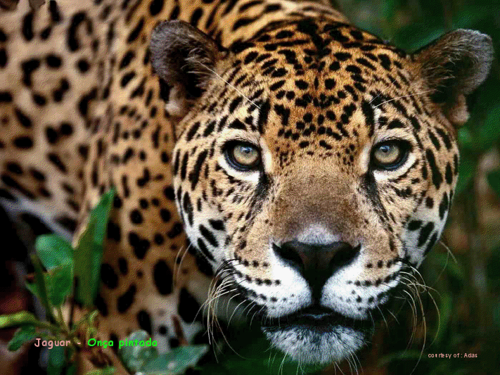 Les animaux du Brésil          (Ninnenne) Viewe215