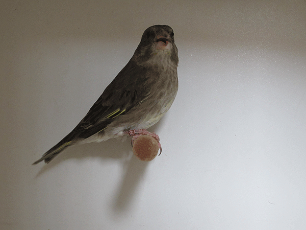 Identification verdier Oiseau11