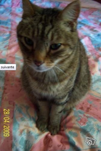 Perdu CHANCE chat (M) européen gris tigré stérilisé - début février 13 - LE CASTELLET (83) Sans_t24