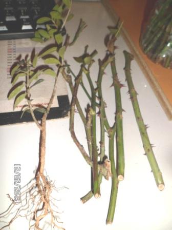 Sauvegarder vos boutures... Sam_1415