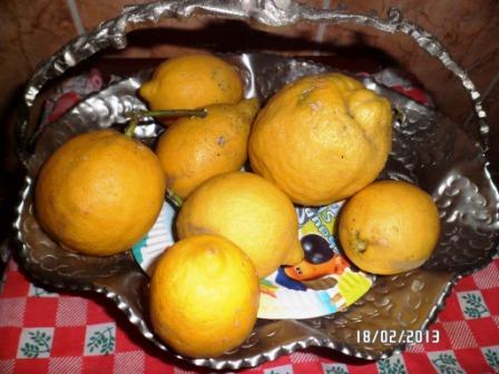 Mes agrumes Sam_1418