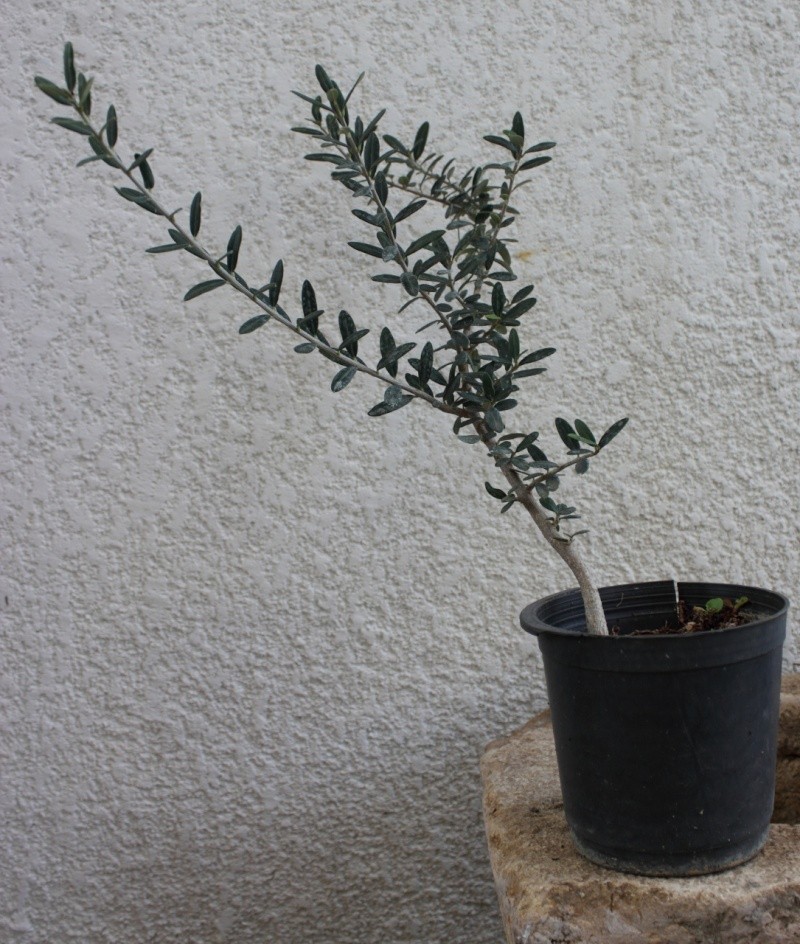 olivier - Olivier en bonsaï  Bonsai16