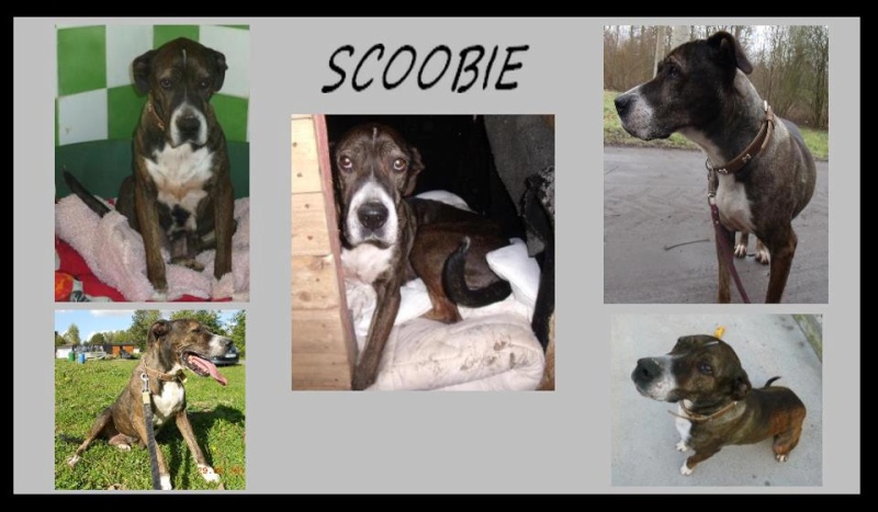 scoobie chienne ataxique en box Scoobi10